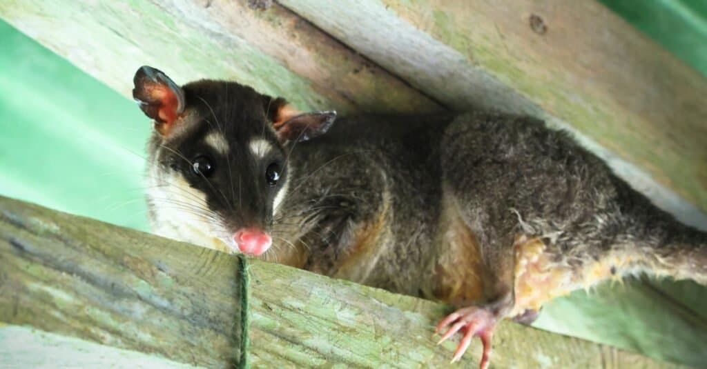 Animali d'argento - Opossum grigio a quattro occhi