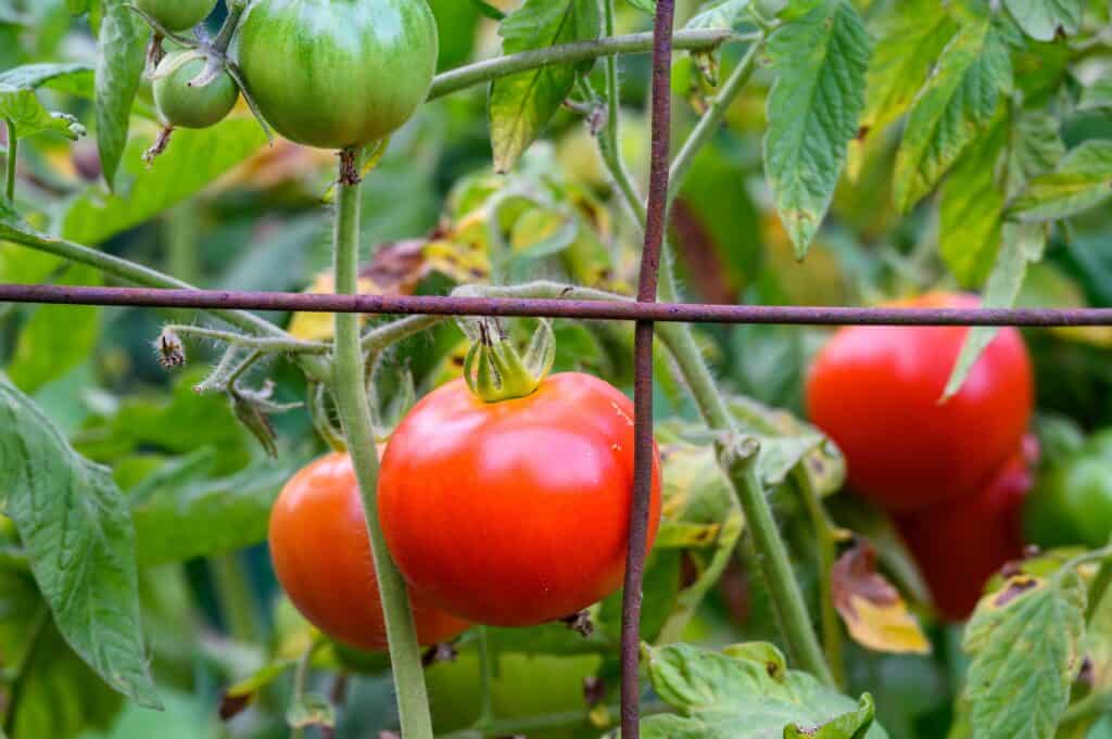Pomodoro della prima ragazza