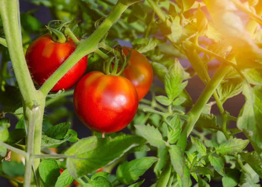 Pomodori famosi