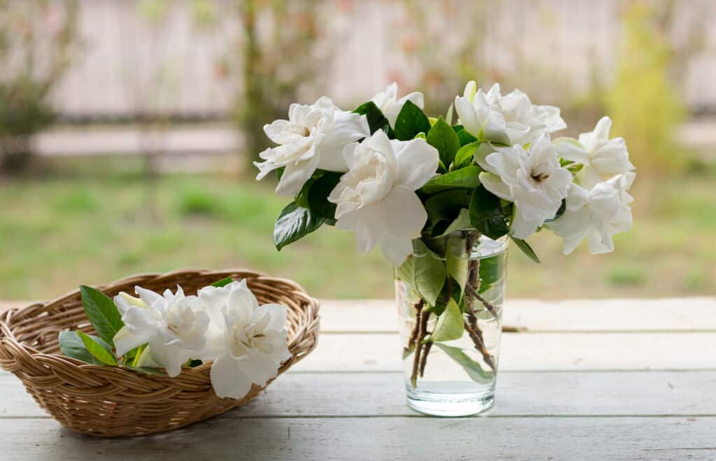 Mazzo di gardenia nel bicchiere d'acqua e gardenia nel cesto di vimini, tutti adagiati sul tavolo di legno.