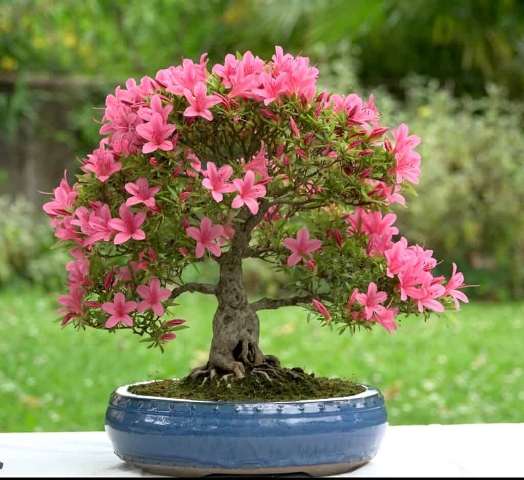 Bonsai ad albero di azalea giapponese in una pentola su un tavolo in giardino.