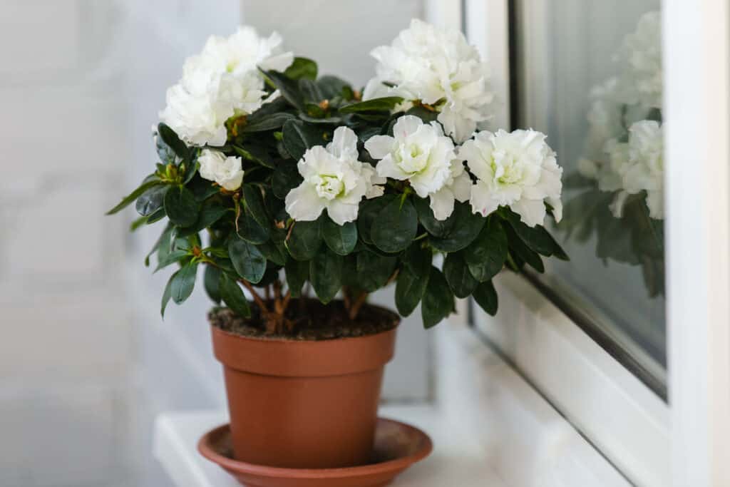 L'azalea bianca in un vaso di fiori marrone sul davanzale fiorisce copiosamente