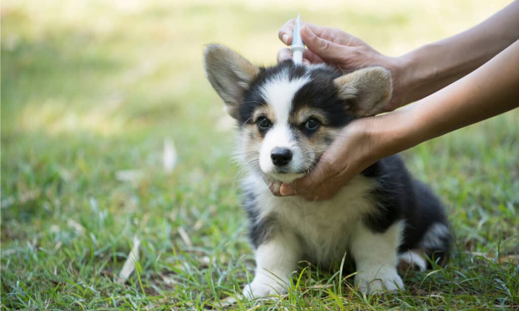 perché i cani si rotolano nell'erba