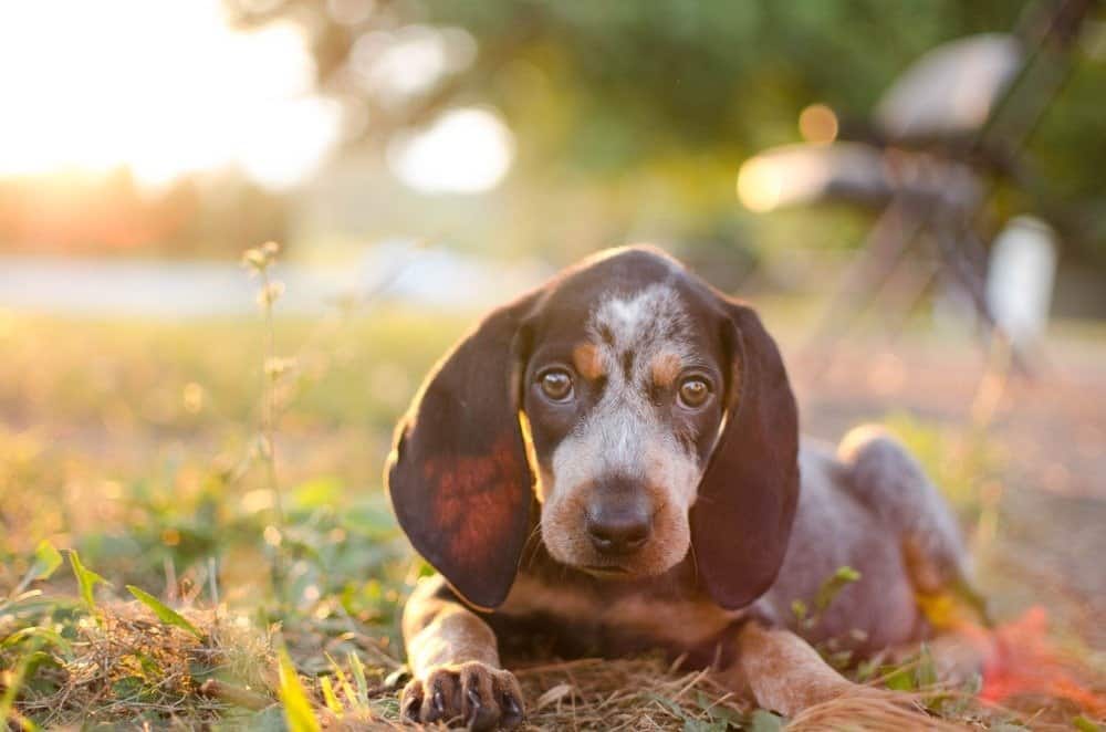 American Blue Gascon Hound vs Bluetick Hound