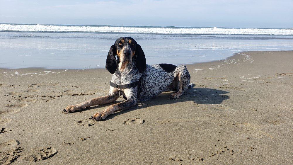 American Blue Gascon Hound vs Bluetick Hound