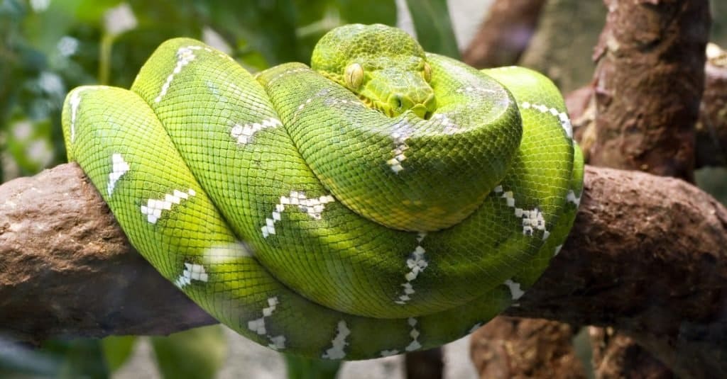 Incredibile animale della foresta pluviale: Emerald Boa Constrictor