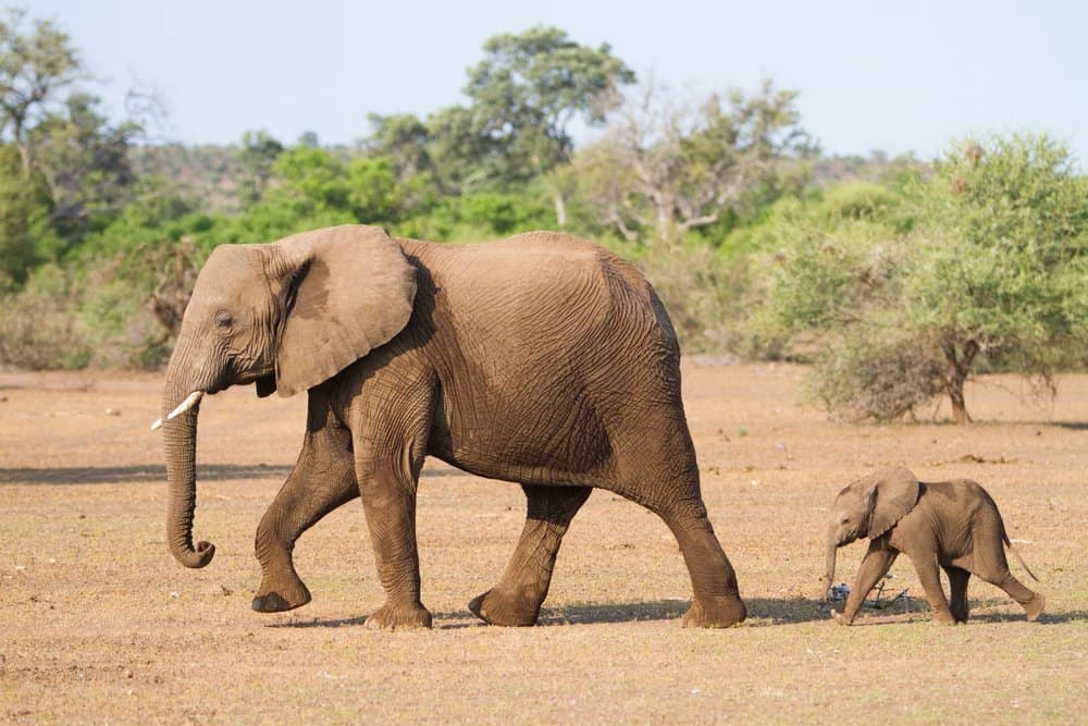 Elefante (Loxodonta Africana) - cammina con il bambino al seguito