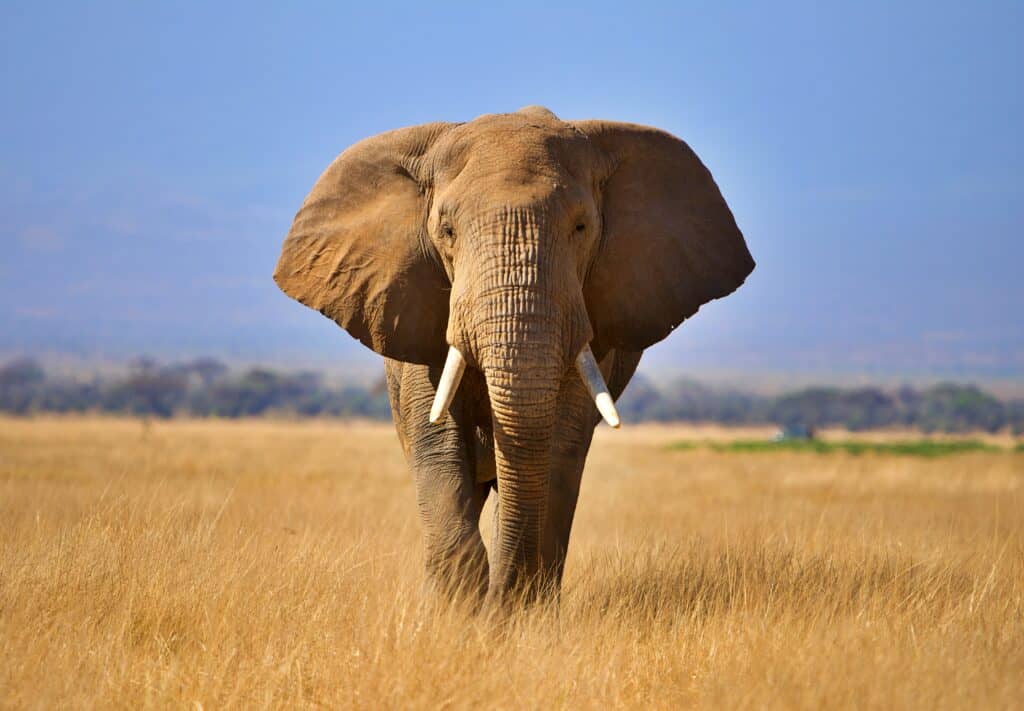 elefante