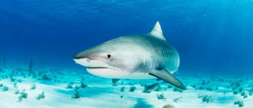 Il più grande squalo tigre: il nuoto dello squalo tigre