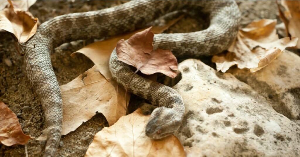 Massasauga nascosto nelle foglie