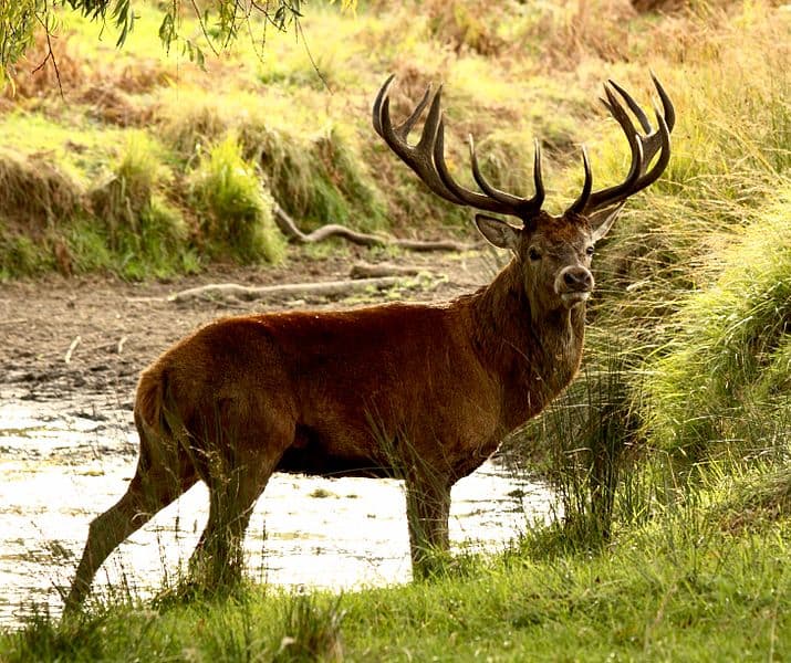 Red Deer vicino al fiume