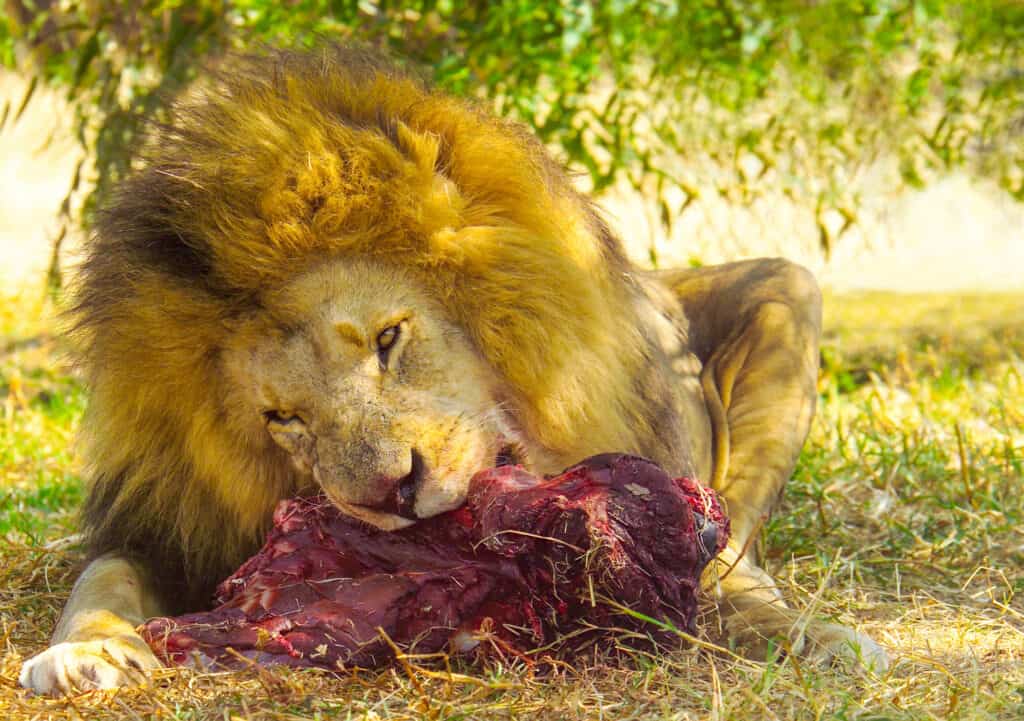 Leone - Felino, Mangiare, Caccia agli animali, Animale maschio, Africa