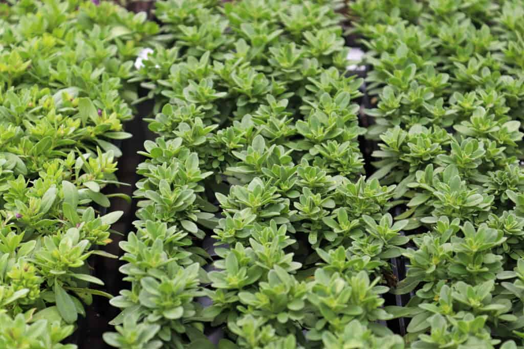 Semi di calibrachoa
