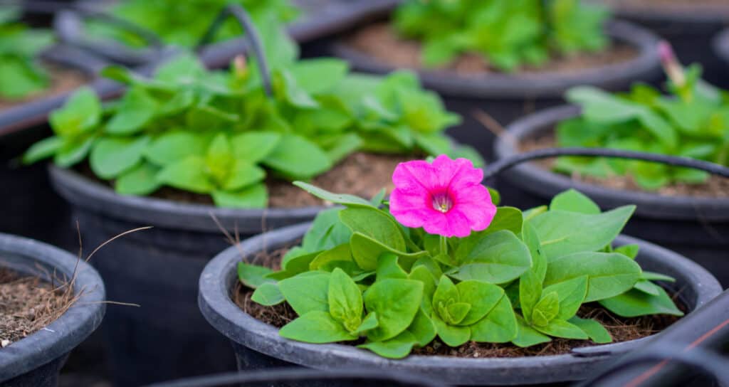 Semi di calibrachoa