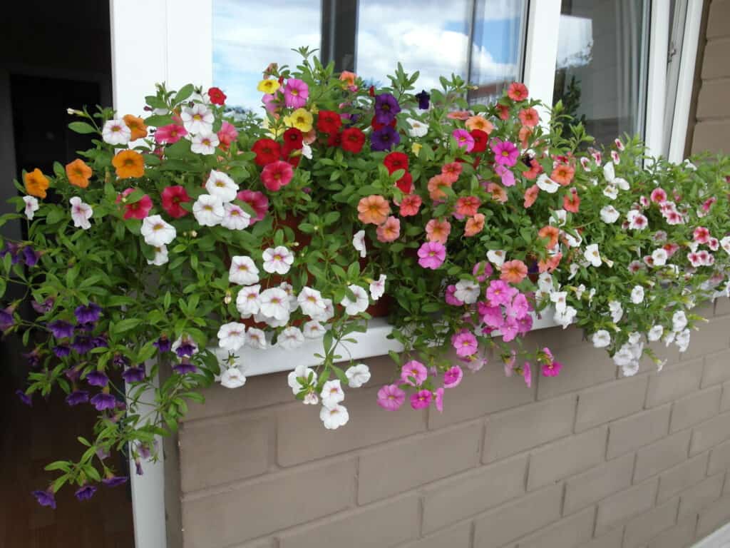 Semi di calibrachoa