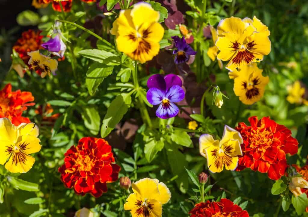 viole del pensiero e calendule
