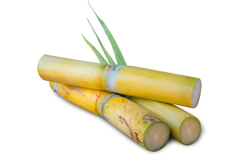 Semi di canna da zucchero