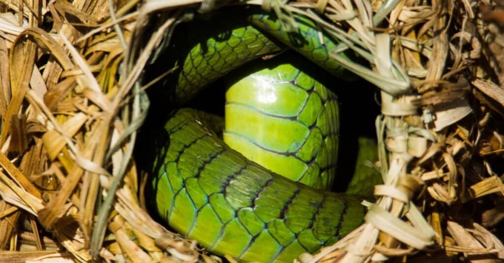 boomslang raggomitolato nel nido