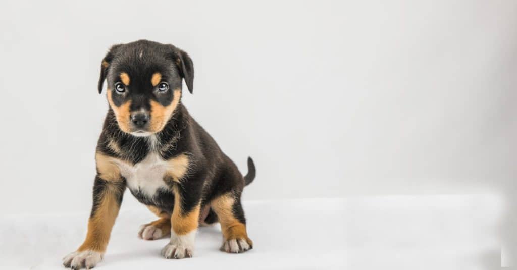 Nuovo cucciolo Border Collie Lab Borador