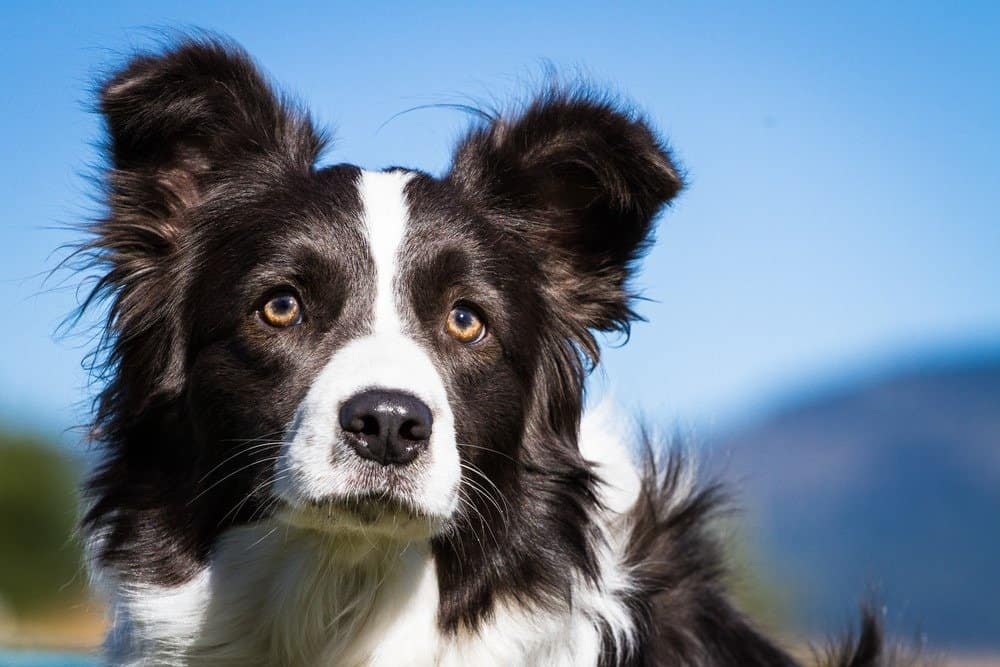 Border Collie - Ritratto