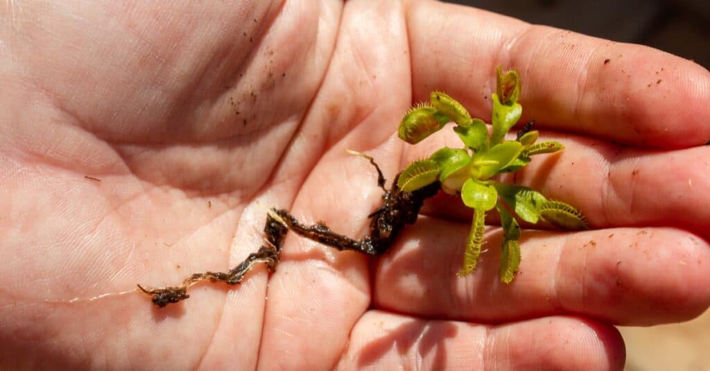 Una piantina di Venus Flytrap nella mano di una persona.