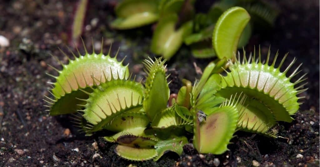 Pianta carnivora, Venus flytrap, in un giardino a Sydney, in Australia.
