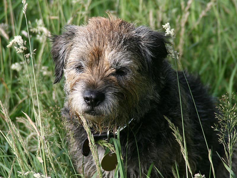 Cucciolo di Border terrier