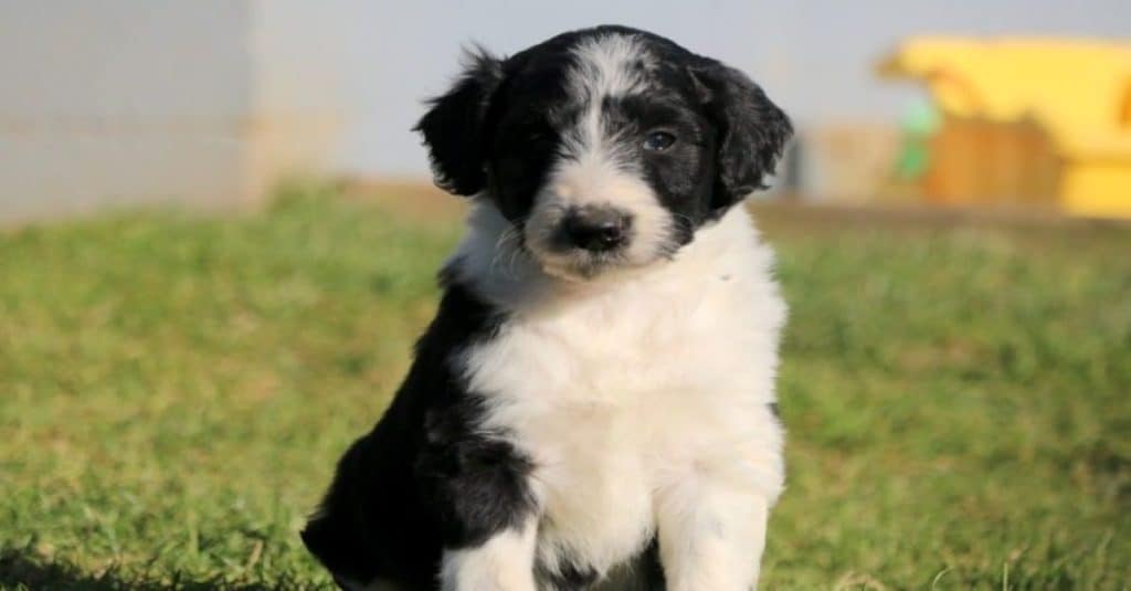 Cucciolo di Bordoodle in piedi nel campo