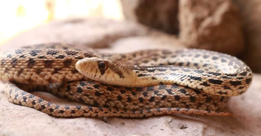 Serpente gopher vs serpente a sonagli