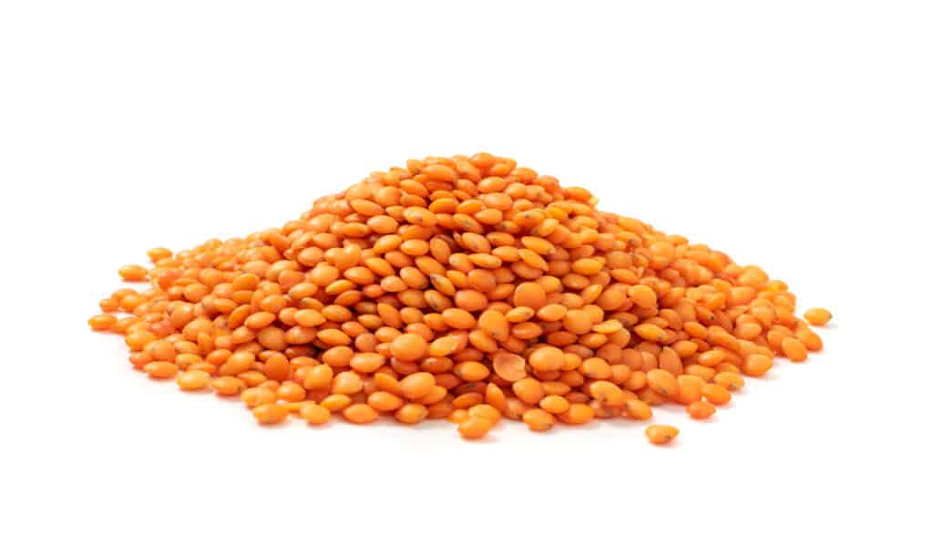 Lenticchia