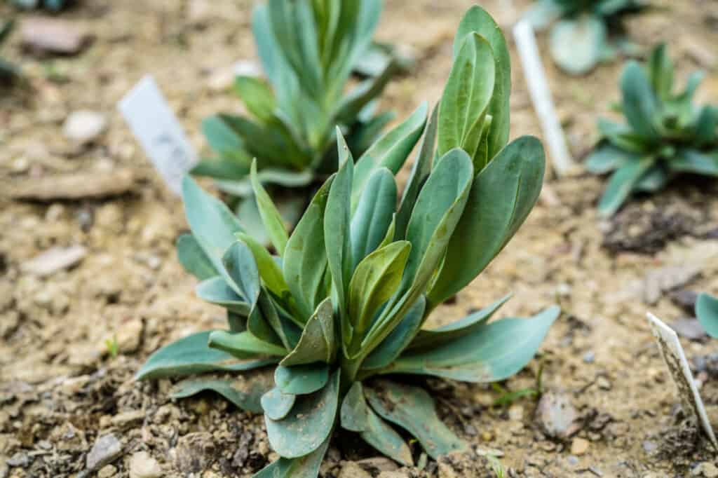 Semi di Lisianthus