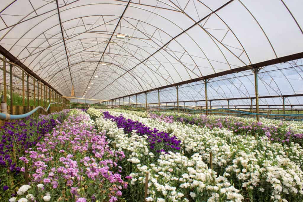 lisianthus fiori in serra