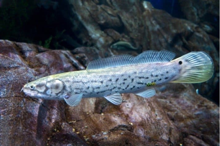 Bowfin che nuota appena sopra il letto del fiume