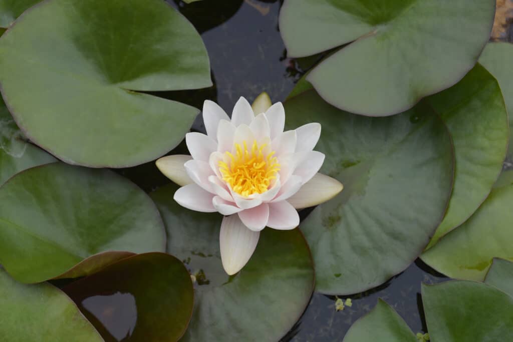 Ninfea bianca - nome latino - Nymphaea alba