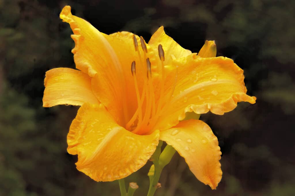 Daylily, Hemerocallis 'Albicocca arruffata'