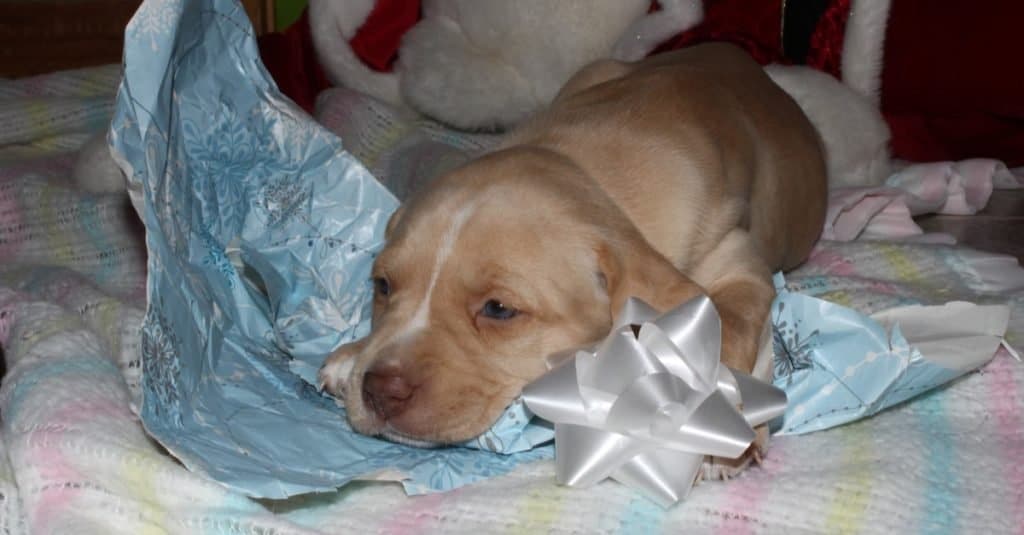 Cucciolo di Boxador Addormentarsi su carta da imballaggio natalizia blu
