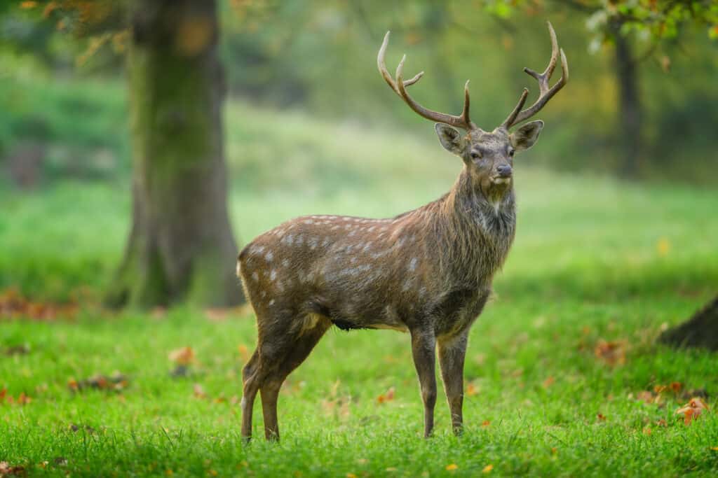 Cervo Sika