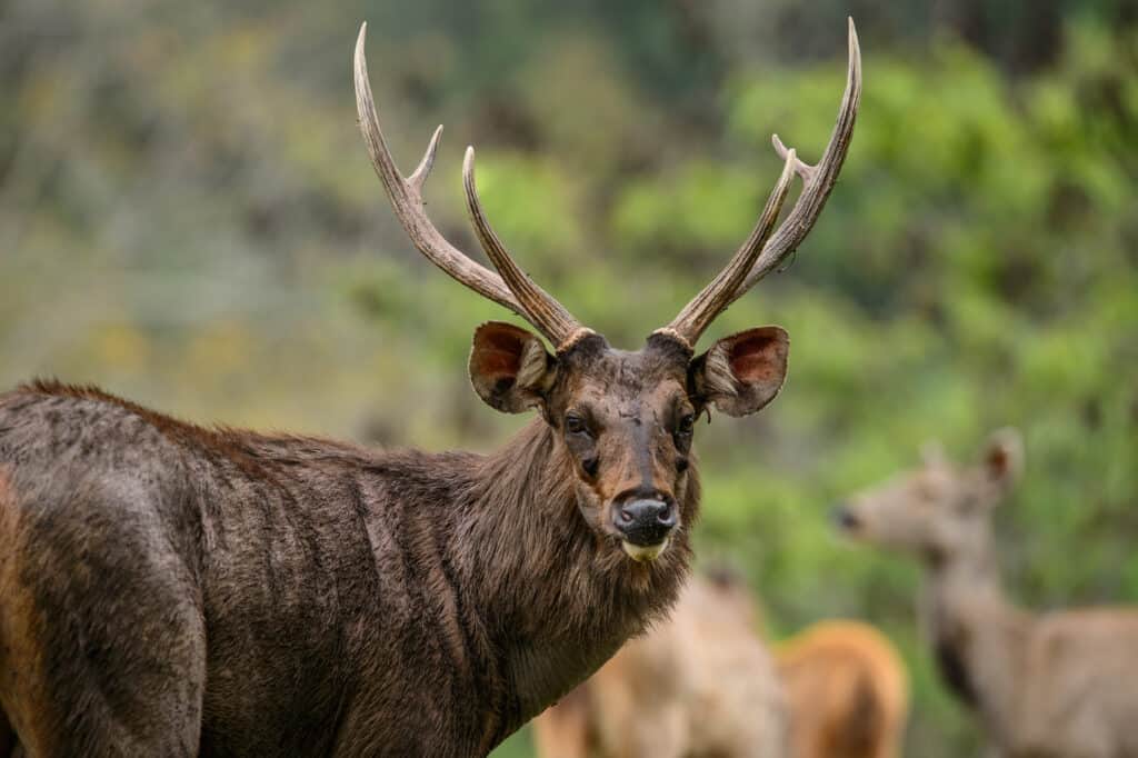 Cervo Sambar maschio