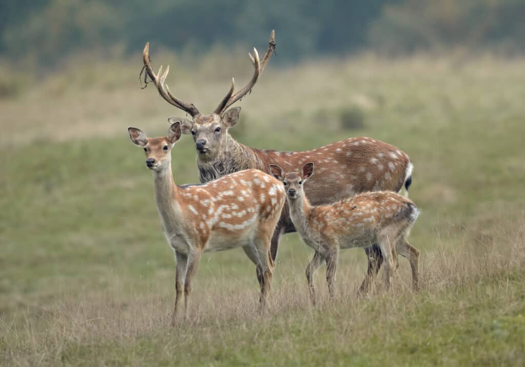 Cervo Sika