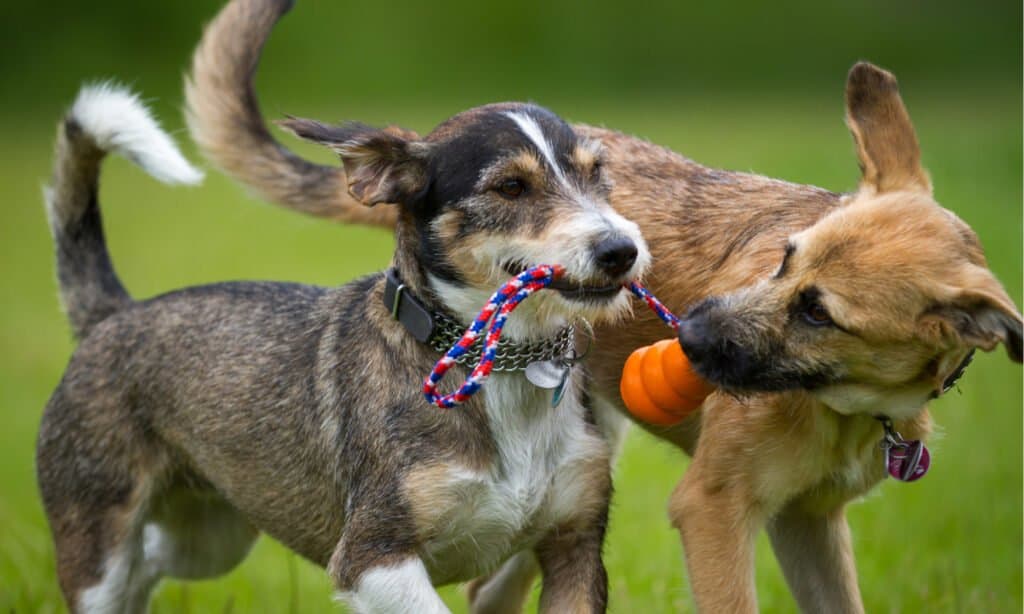 giocattoli da traino per cani