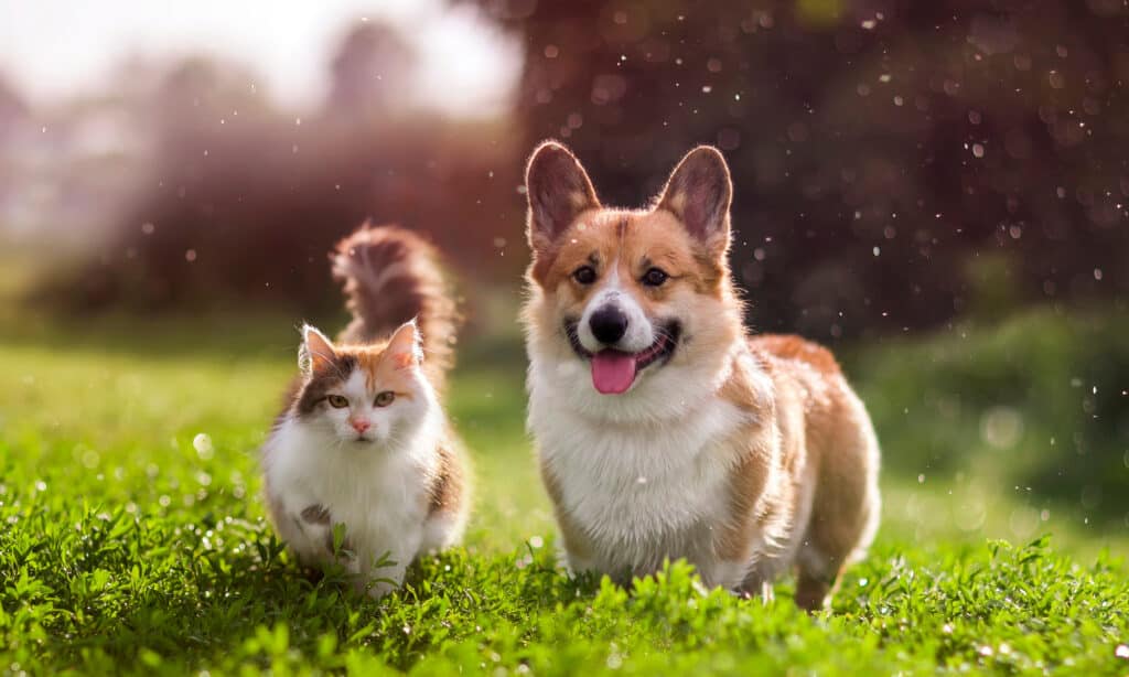 gatto e cane