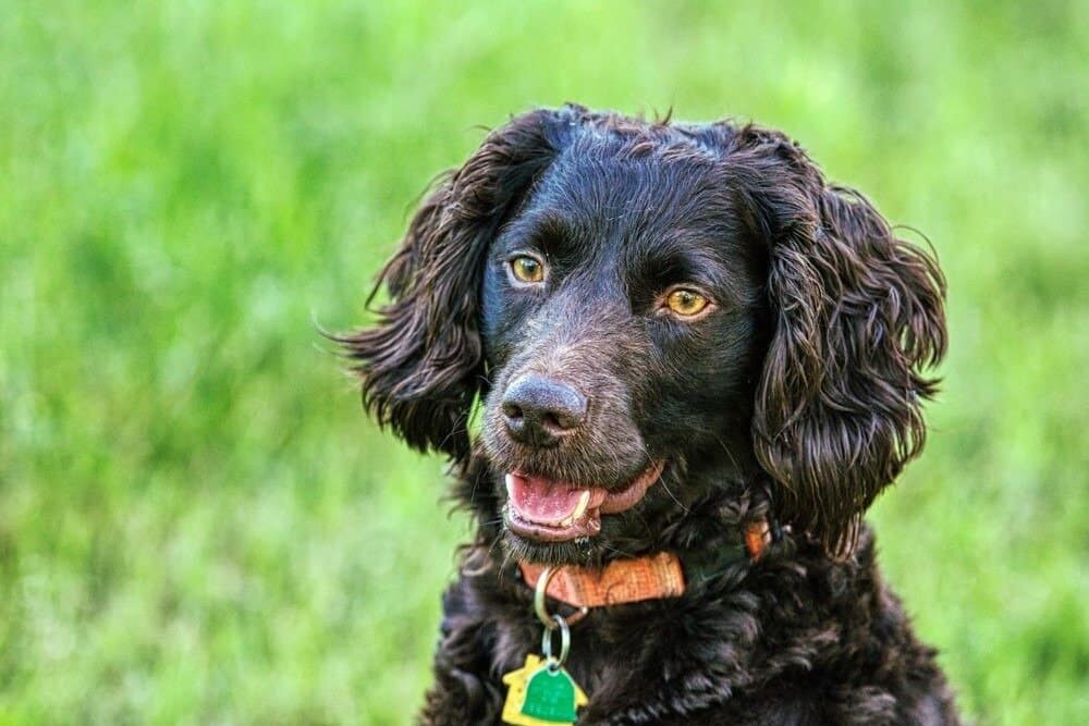Boykin Spaniel faccia felice