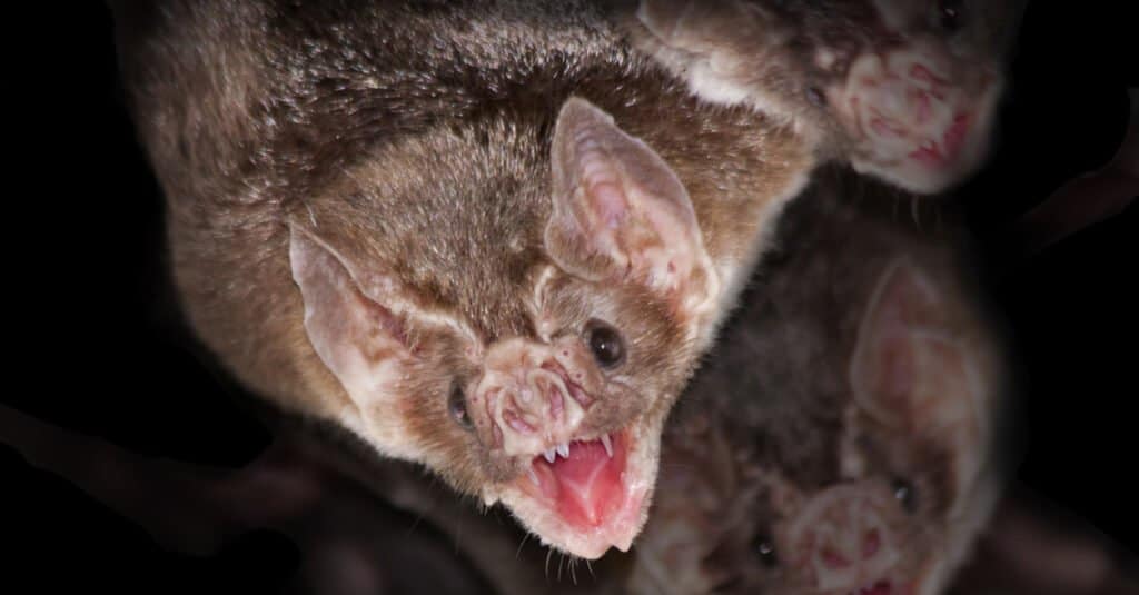 Denti di pipistrello - Pipistrello vampiro