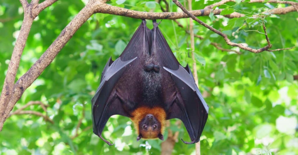 Migrazione animale - pipistrello della frutta