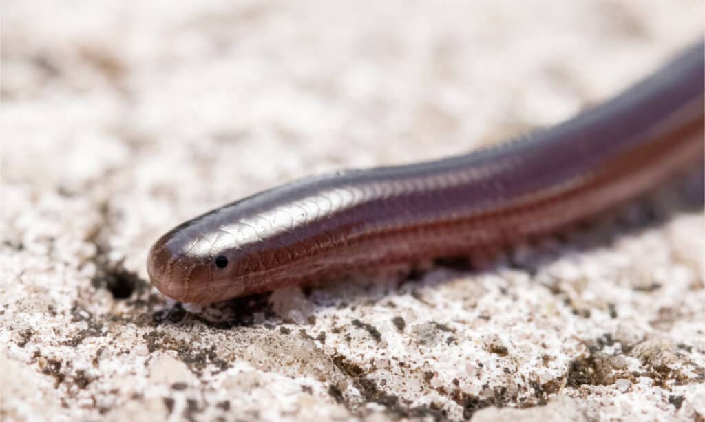 Brahminy Blindsnakes sono piccoli, sottili e lucidi grigio argento, grigio antracite o viola.