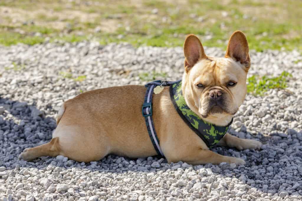 cane in posizione sploot