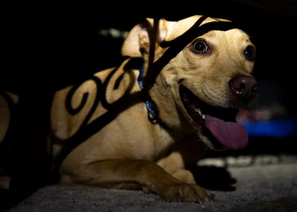ansimante stressato del cane