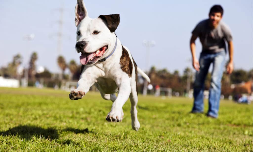 Parco per cani - Pitt Bull in esecuzione