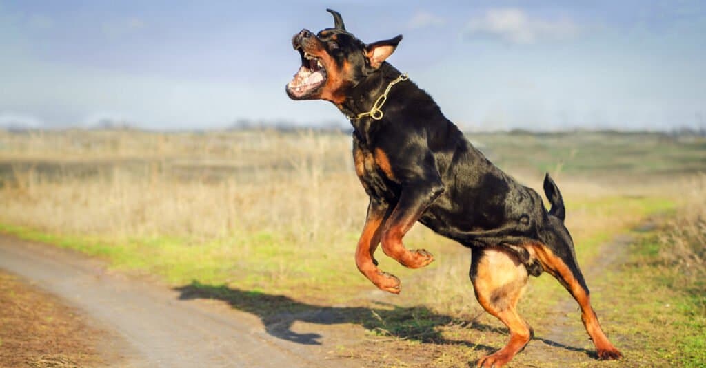rottweiler arrabbiato in un campo