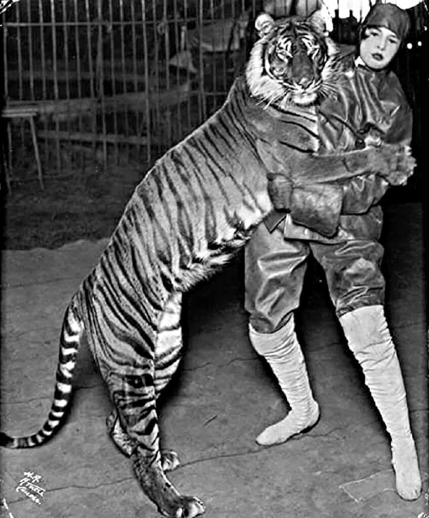 Tigre di Bali con il circo Ringling Brothers